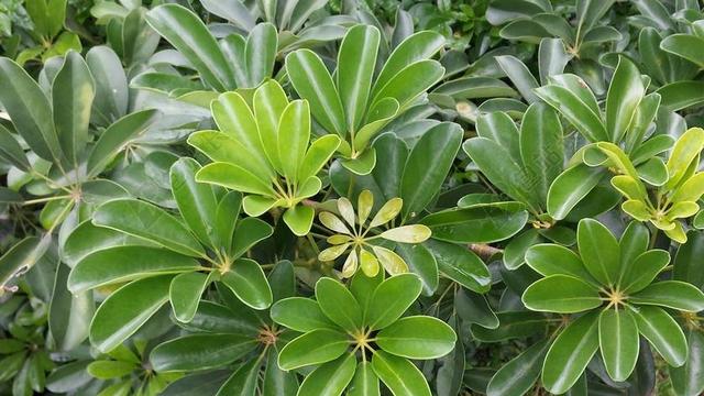 叶子植物绿色花园田园背景图片