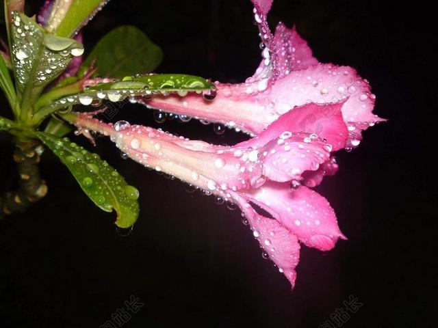下雨的夜晚有雨水的美丽花朵背景图片