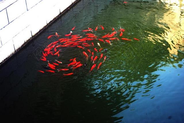 动物池塘里红色的鲤鱼背景图片