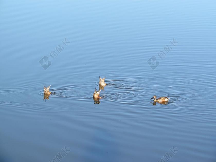 鸭子  游泳 自然 禽 水 海 池 湖 野生动物