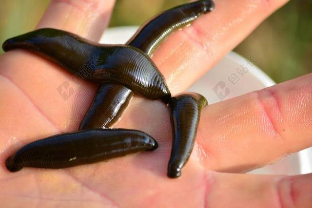 水蛭 医用水蛭 钓鱼者 诱饵