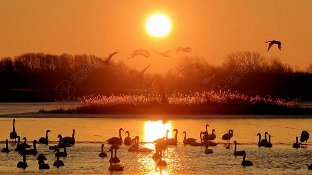 夕阳阳光天鹅湖水树林背景图片