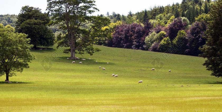 南方丘陵西苏塞克斯英国风景放牧的羊背景图片