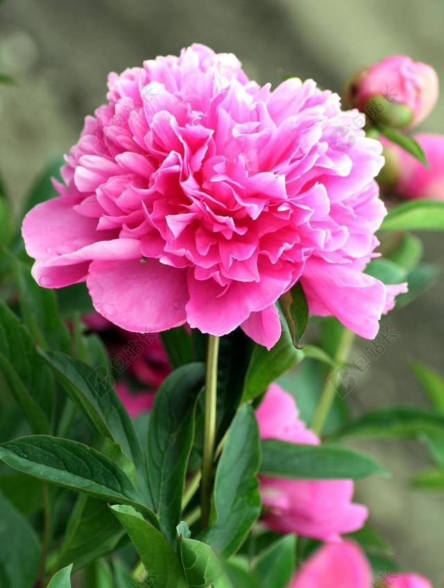 牡丹 花 粉色 花园 孵化 花瓣 场 性质 开花