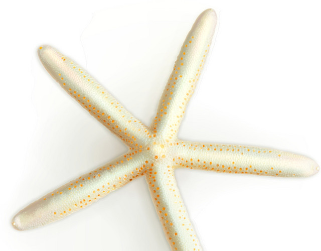 彩色卡通海洋生物矢量素材