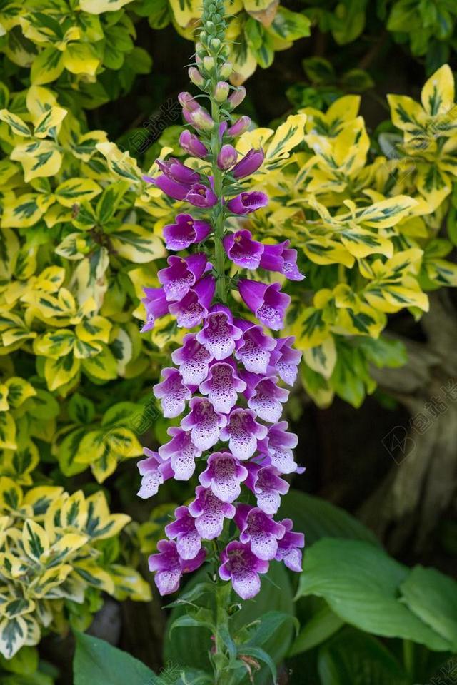 顶针 常见的毛地黄 花 鲜花 厂 花园 在花园里 性质