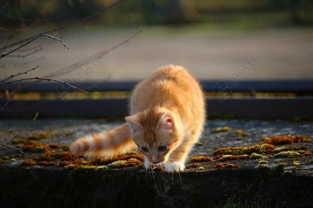 模糊小石板可爱的小猫咪好奇的看地面动物宠物背景图片