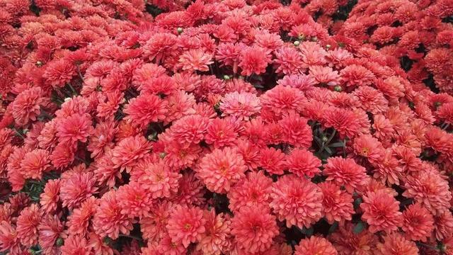 鲜艳的花茂盛背景图片