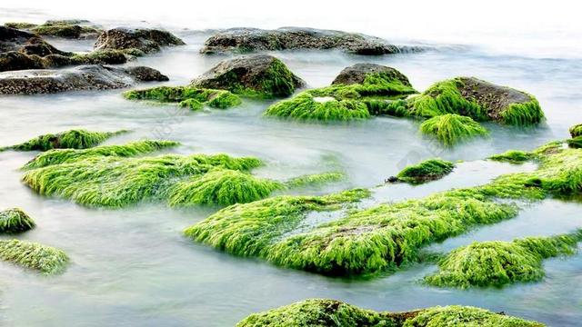 海 自然 摇滚 波 海藻