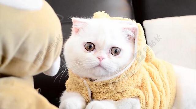 短毛 猫 猫科动物 动物