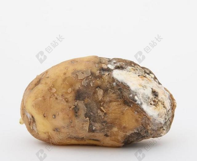 白色食品食物发霉的马铃薯背景图片