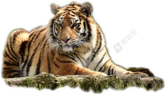 BENGALTIGER 虎 大猫 危险 捕食 猫 野猫 生物
