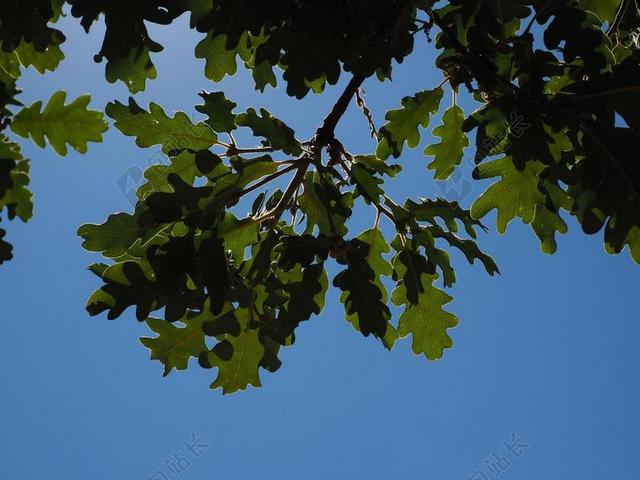 橡树叶子 银色 闪耀 银边 光 背光 审美 分支机构 橡树