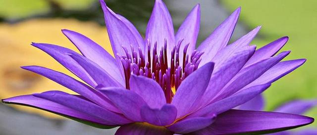睡莲 独独黄 水生植物 开花 池塘 性质 盛开 花 花园池塘