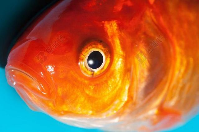 眼 金鱼 淡水鱼 KARPFENFISCH 鲤科 黄金 橙 白