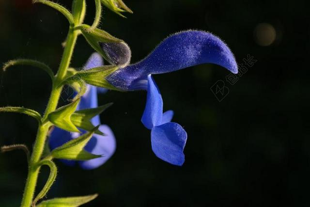圣人 开花 蓝色 灌木 观赏灌木 蓝色鼠尾草 丹参 观赏植物