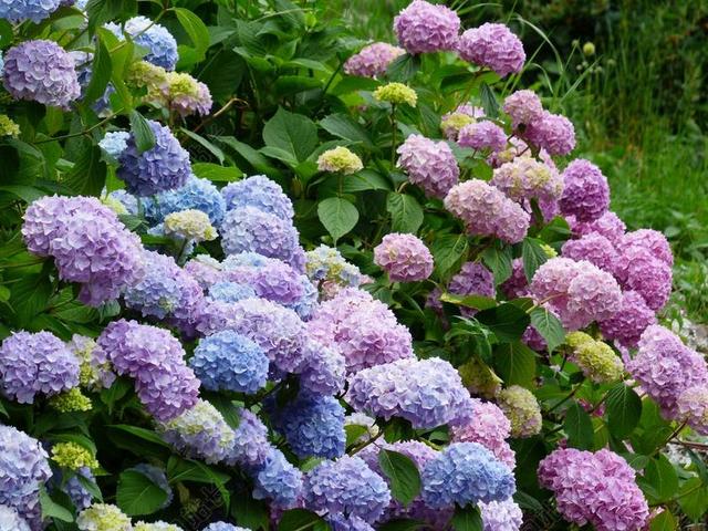 绣球 鲜花 蓝色 紫 粉红色 布什 八仙花 花 开花