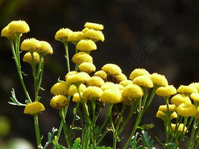 TANSY 花 开花 PERSICARIA 颜色 光明 花卉按钮