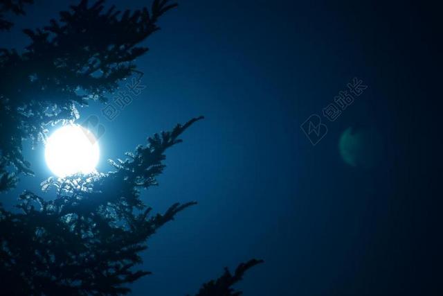 自然夜晚树梢上的月亮背景图片