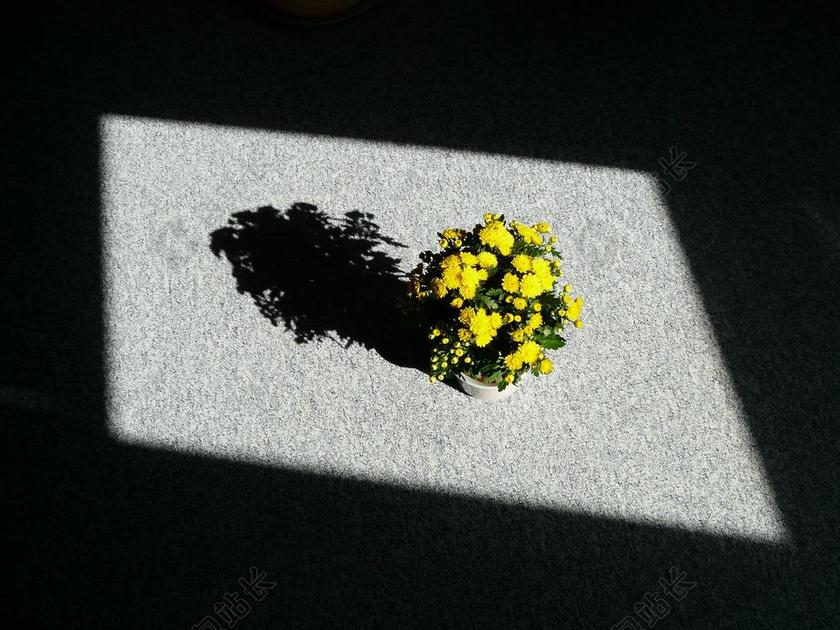 室内植物 阿斯特 BLUMENSTOCK 光 影子 皮影戏 中东