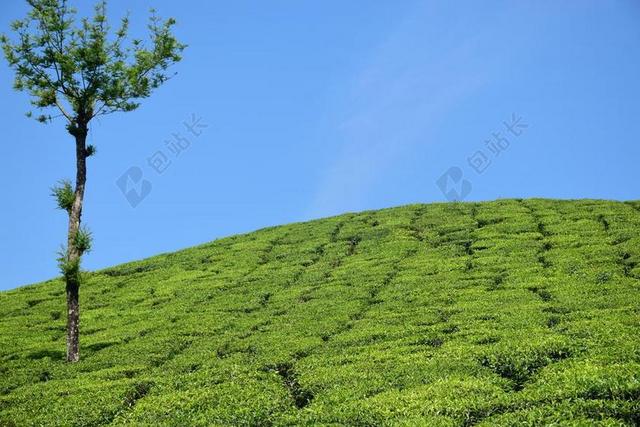 一大片绿色的茶茶园花园孤独的树木户外背景图片