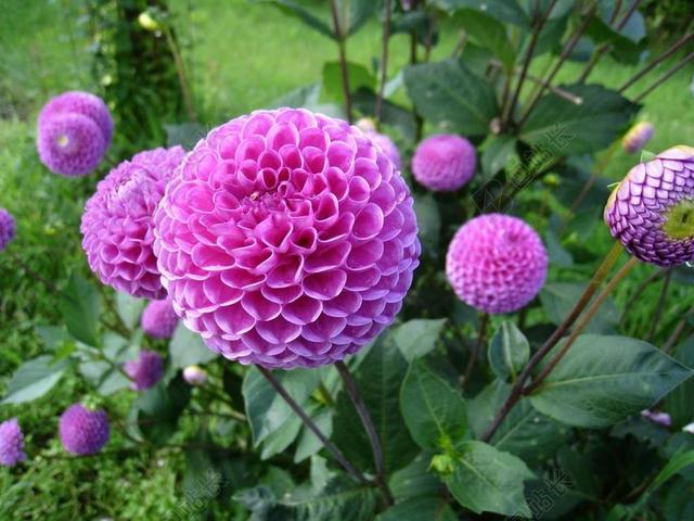 大丽花 紫色 BLOMMMOR 植物 绿色 叶 夏天 花园