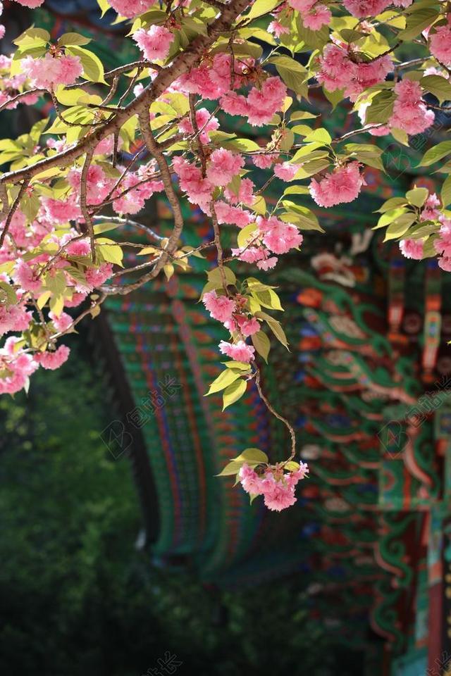 美丽的花朵春天盛开的季节植物背景图片