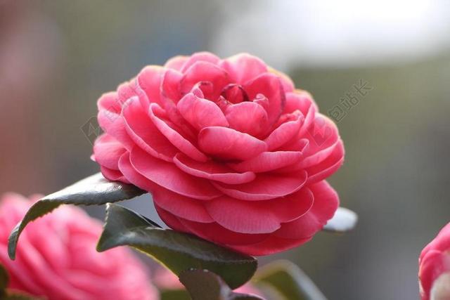 茶花花 4 月 春天 鲜花 大自然 植物 春天的花朵 木材