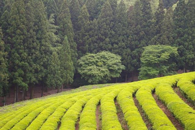 农业树林边的绿色茶园背景图片