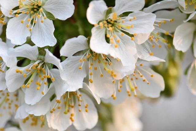 樱花 盛开 厂 花 性质 春天 开花 树 梅花 白 樱桃