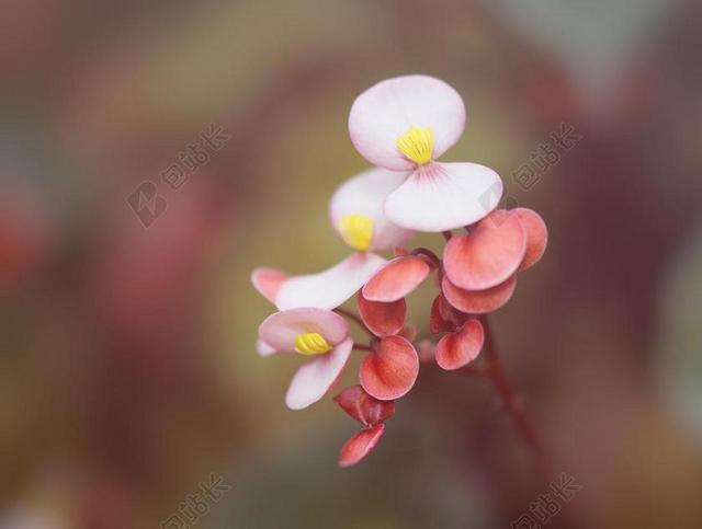 海棠 室内植物 观赏植物 开花 BEGONIACEAE 阳台植物