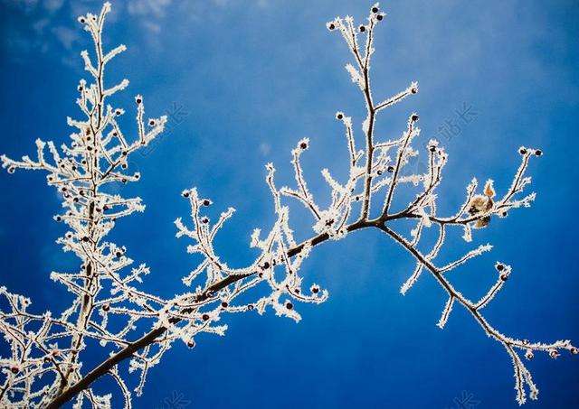冬天寒冷天气树枝冻出美丽的雪花自然景色背景图片