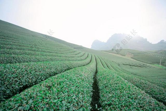 莫克洲茶DOI MOC洲山 MOC洲   儿子拉
