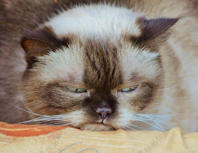 猫 英国短毛猫 脾气 得罪了 滑稽 纯种 毛皮 布朗 米色