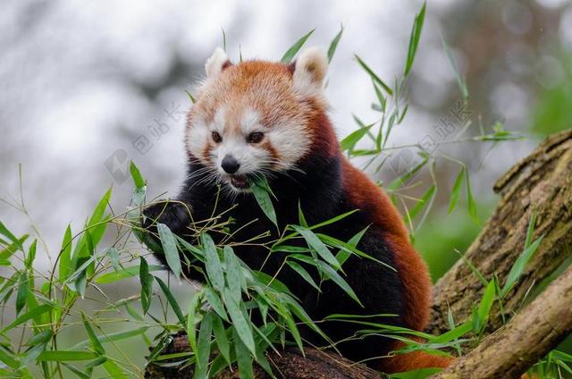 小熊猫 可爱 竹 哺乳动物 在声音的濒危 登山者