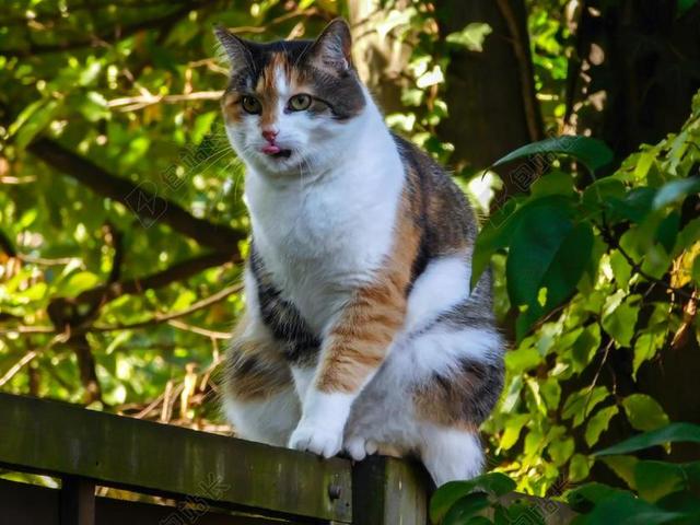 猫篱笆舌可爱乡下农村户外背景图片
