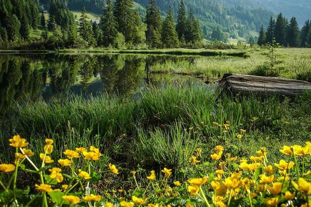 BERGSEE 沼泽湖 湖 明确 奥地利 更多 小湖