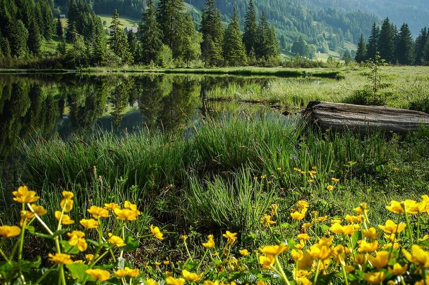 BERGSEE 沼泽湖 湖 明确 奥地利 更多 小湖