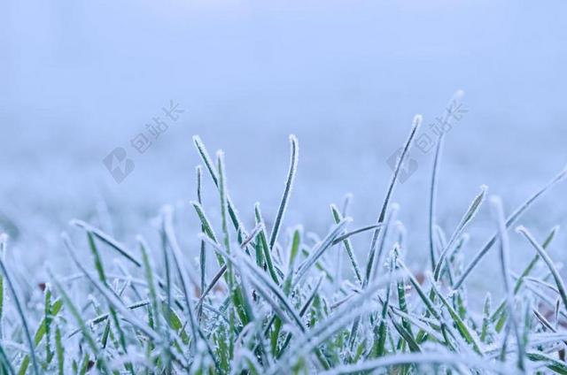 冬天 雪 季节 自然 特写 冻结 白 冰 霜 秸秆 结霜