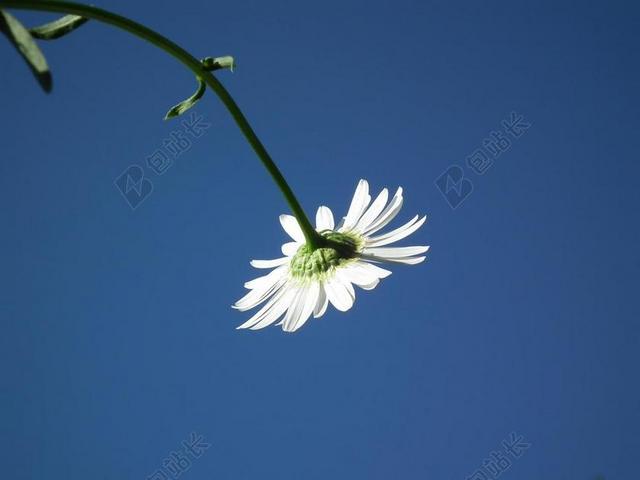 花卉 黛西 白 鲜花 一天 天空 6 月 蓝色 花瓣