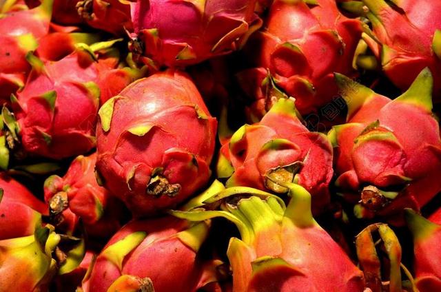 火龙果 水果 食品 PITAHAYA 热带