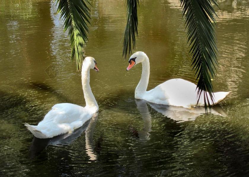 天鹅 水禽 水 SCHWIMMVOGEL 白天鹅 性质 动物