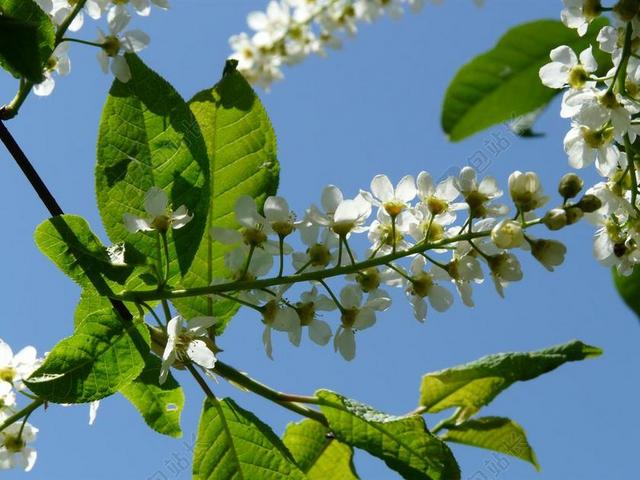 常见的鸟樱桃 鲜花 稠 黑樱桃 杏 树 白 春天 盛开 科
