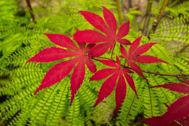 绿色自然植物红色枫叶背景图片