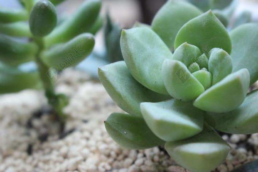 多肉 植物 小清新