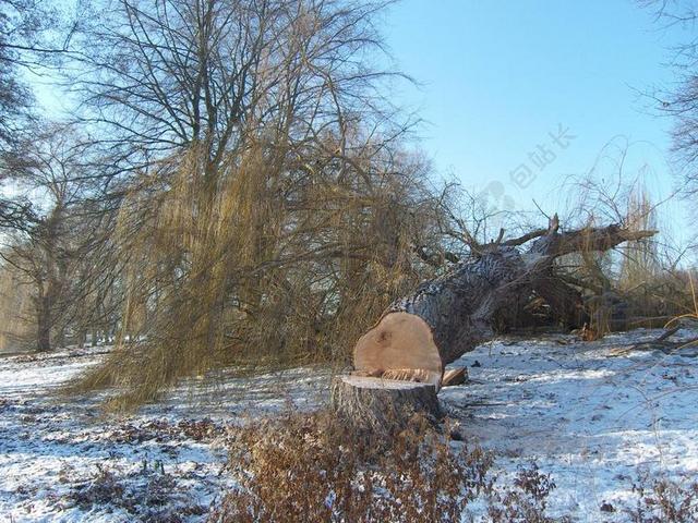 冬天 树 例 冷 部落 砍伐树木 看见 雪