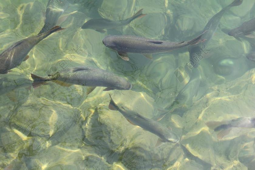 鱼 水 清 性质 自然水族馆 鹅卵石 透明度 苏木