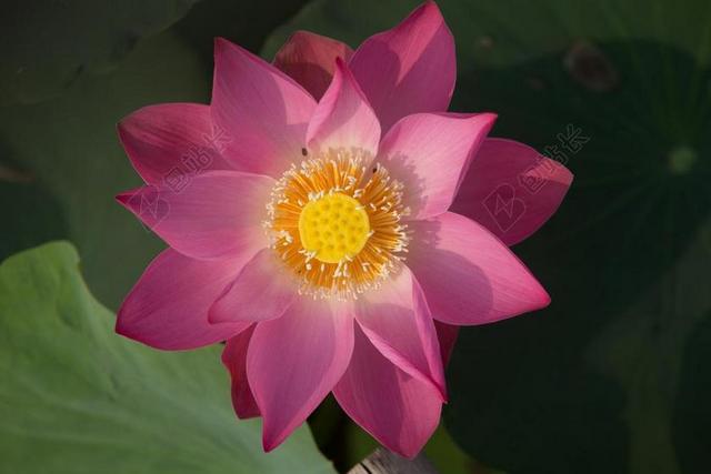 莲花 花 自然 水 植物 盛开 开花 粉红色 热带 湖