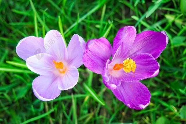 藏红花 花 春天 春天的花 开花 紫 早布卢默 BüHEN