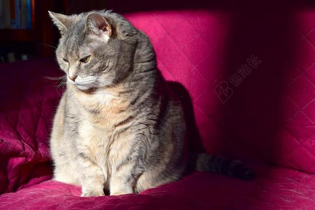 猫 阳光 沙发 动物 家养 猫的 宠物 毛皮 可爱 灰色